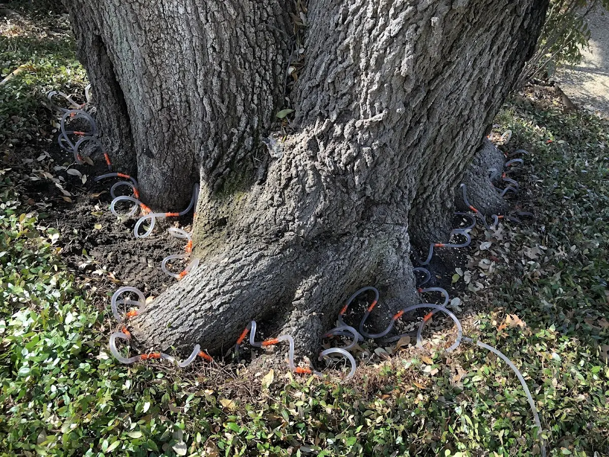 Detailed Tree Cabling and Bracing job site in Grand Isle