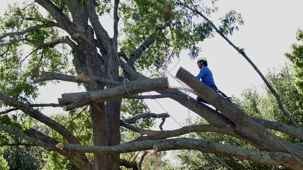 Professional Crown Thinning performed by certified arborists in Grand Isle